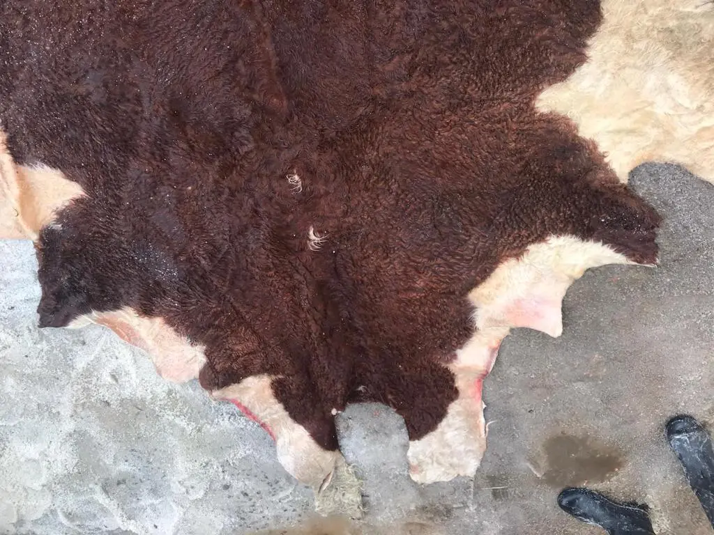 Salted Cow Hides