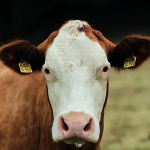 Salted bovine hides